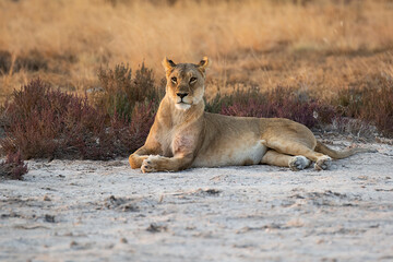 Lions in BWA