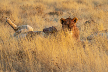 lions in BWA