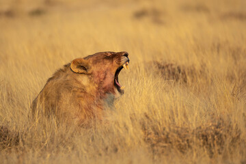 lions in BWA