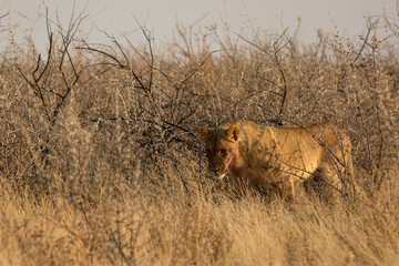 lions in BWA