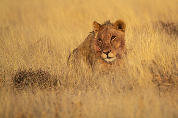 Naklejka premium lions in BWA