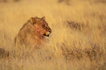 lions in BWA
