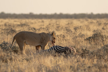 lions in BWA