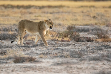 lions in BWA