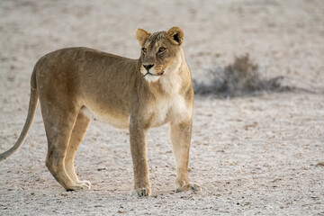lions in BWA