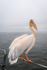 A great, white pelican stood on the guardrail of a boat looking back over its shoulder in Walvis Bay, Namibia
