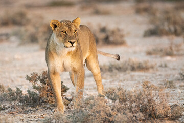 lions in BWA