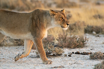 lions in BWA