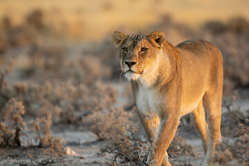 lions in BWA