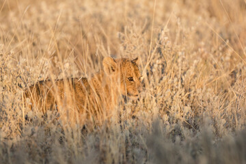 lions in BWA