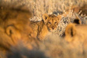 lions in BWA