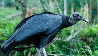 Naklejka premium Colombian black vulture. Jardín, Jardin, Antioquia, Colombia.