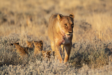 lions in BWA