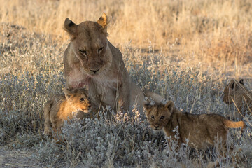 lions in BWA