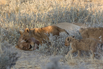Naklejka premium lions in BWA