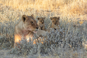 lions in BWA