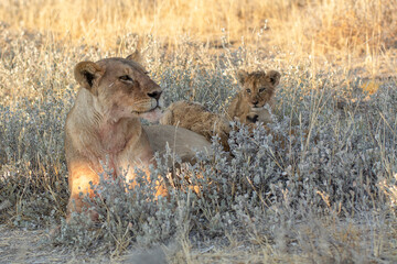lions in BWA