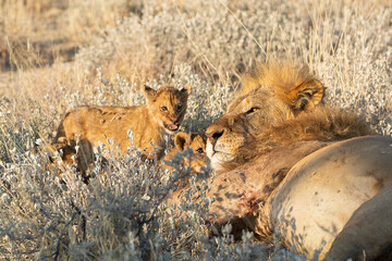 lions in BWA