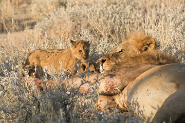 lions in BWA