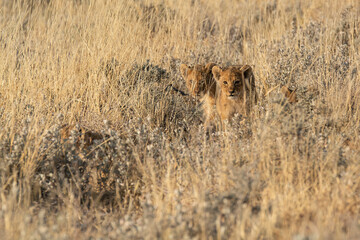 lions in BWA