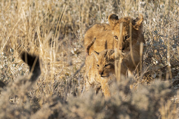lions in BWA