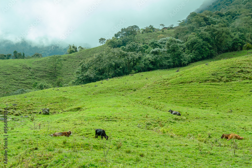 Wall mural cows grazing in the green andes mountains. cloudy sky. jardín, antioquia, colombia.