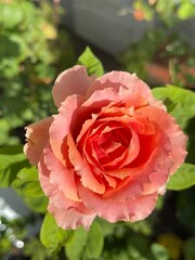 Pink rose close-up against the background of green foliage lit by natural sunlight. Beautiful flowering plants in the summer garden.