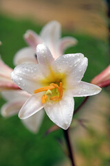 Macro image of a Regal Lily bloom covered in rain drops, Derbyshire England
