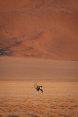 A lone oryx looking at the viewer in front of a vast sand dune in Sossusvlei, Namibia
