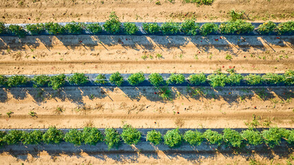 Aerial View of Tomato Farm Rows in Fort Wayne Indiana