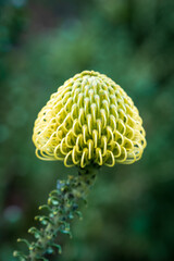A close up of a yellow pincushion protea flower just starting to bloom in Cape Town, South Africa