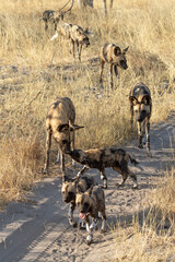 wild dog in BWA