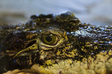 Crocodile close up portrait with eye and blured background. Animal reptile background