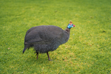 A close up of a helmeted guinea fowl walking across grass in Cape Town, South Africa