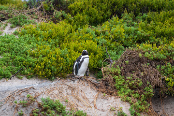 An African penguin sat on a rock among bushes on the edge of a beach in Cape Point, South Africa