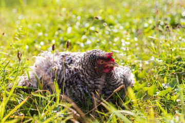 Portrait of pearl hen  sitting in grass. Agriculture animal
