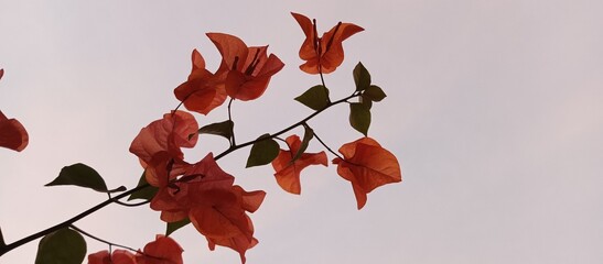 Bougenville flowers in the afternoon with flash light