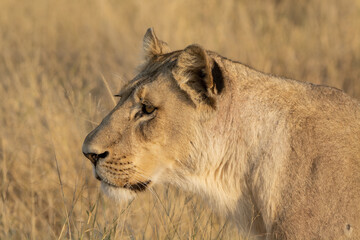 lions in bwa