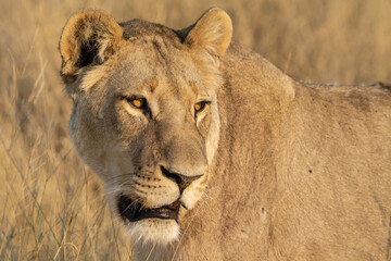 lions in bwa