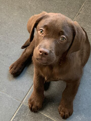 chocolate labrador retriever puppy