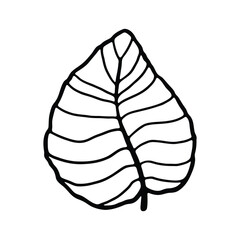 A detailed black and white illustration of a large leaf with prominent vein patterns.