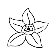 A minimalist black and white illustration of a single flower with detailed petals and a bold center.