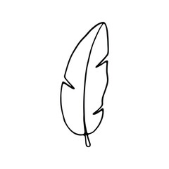 Illustration of a feather, showcasing its graceful curves and delicate structure.