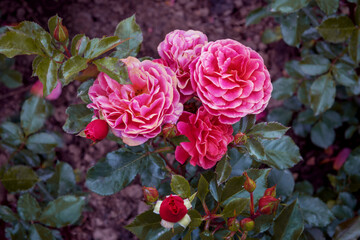 The attractive Rose Melusina with the large, semi-double flower cups