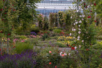 Rose Garten, the Rosarium in Germany, the modern bedding and shrub roses flower, historic and endangered rose varieties
