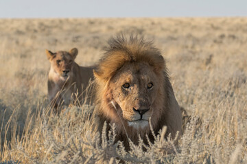 big cat in BWA
