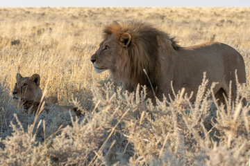 big cat in BWA