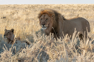 big cat in BWA