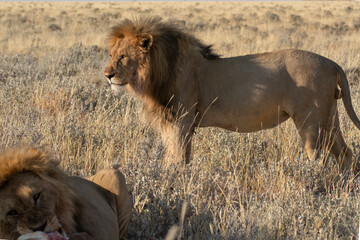 big cat in BWA