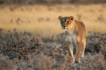 big cat in BWA